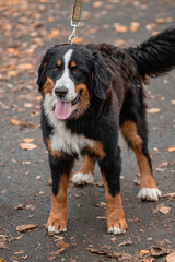 A dog of the Bernese Mountain Dog breed walks on a leash in an autumn park