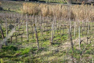 Fototapeta na wymiar Vineyard In Frascati Region