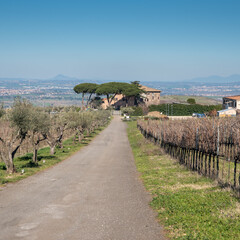 Vineyard In Frascati Region