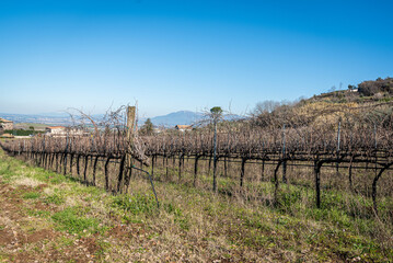 Fototapeta na wymiar Vineyard In Frascati Region