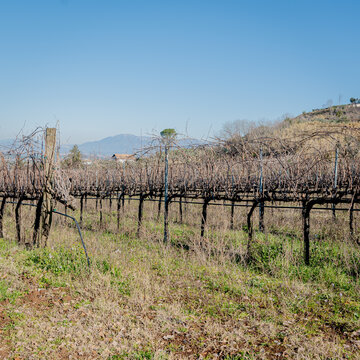 Vineyard In Frascati Region