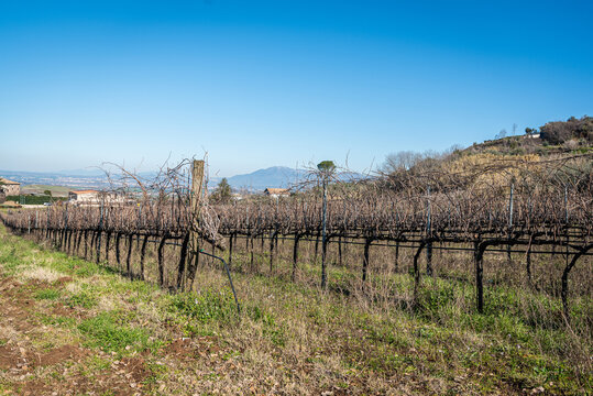 Vineyard In Frascati Region
