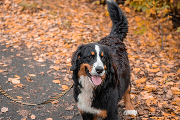 A dog of the Bernese Mountain Dog breed walks on a leash in an autumn park
