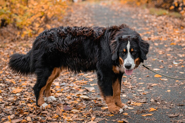 A dog of the Bernese Mountain Dog breed walks on a leash in an autumn park