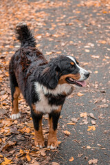 A dog of the Bernese Mountain Dog breed walks on a leash in an autumn park