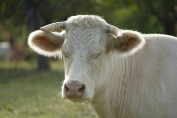 A Charolais cow stands facing the viewer and closes both eyes