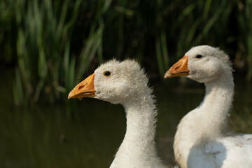 White geese. Two geese. Water birds on the water.