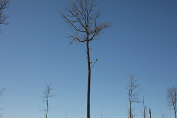 Fototapeta na wymiar Lonely tree on sky background. Oak without leaves. Tall Plant.