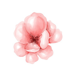 Watercolor red peony png transparent background