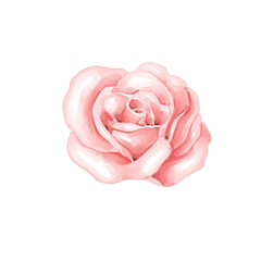 Watercolor red rose  png transparent background