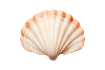 A beige shell isolated on a transparent background, Generative AI