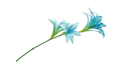 blue flower isolated on transparent background cutout