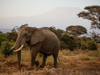 elefante sotto il Kilimangiaro in Kenia