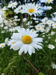 Fototapeta premium Daisies in a field