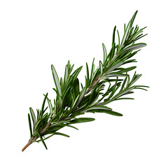 Vibrant Rosemary Leaf, Herbal Spice Isolated on Alpha Background. Aromatic Culinary Ingredient for Health and Wellness.