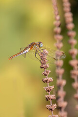 A female red veined darter. Species of skimmers. Sympetrum fonscolombii.