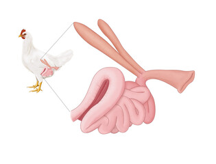 Chicken intestine anatomy diagram. Schematic structure of the intestine. Medical infographic. - obrazy, fototapety, plakaty