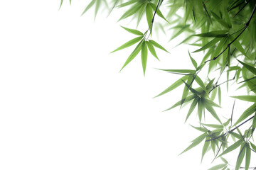 Green bamboo with leaves isolated on a transparent background, Generative AI