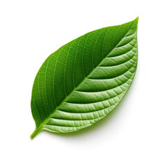 _a_green_leaf_white_background