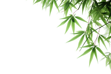 Green bamboo with leaves isolated on a transparent background, Generative AI - obrazy, fototapety, plakaty