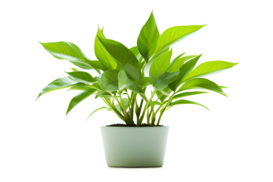 Green plant isolated on a transparent background, Generative AI - Powered by Adobe