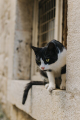 Cute black and white cat on a street of Kotor old town, Montenegro.