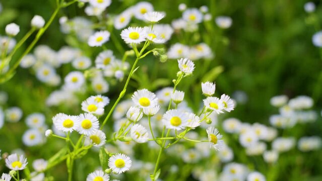 Beautiful background of white field daisies close-up. Nature itself paints with bright colors. High quality 4k footage