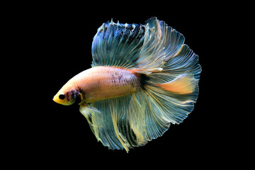 Betta fish Halfmoon long tail, short tail, Crowntails, Veiltail and Dumbo from Thailand, Siamese fighting fish on isolated blue or grey background. - obrazy, fototapety, plakaty