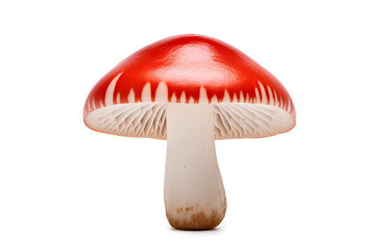 Red and white mushroom isolated on a transparent background, Generative AI