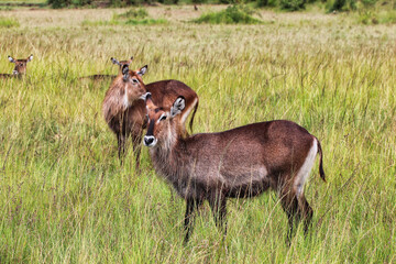 Herd of female Waterbucks in the Maasai Mara, Kenya, Africa