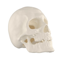 해골 머리뼈 Skull Skeleton