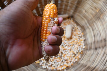 Separating corn seeds from corn cobs. Removing the yellow kernels of corn from a cob. Corn Maize is a popular food of all over world. This is a complete food for humans. 
