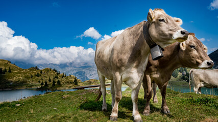 horse on mountain
