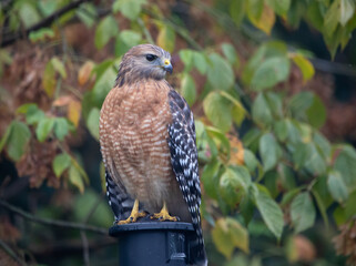 Perched Red-Shouldered Hawk framed by dense Autumn Leaves.