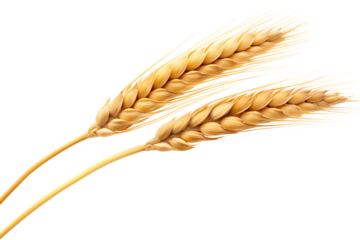 Wheat ear Euclidean isolated on a transparent background, Generative AI
