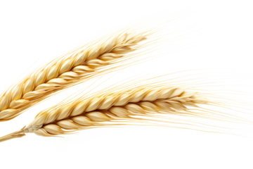 Wheat ear Euclidean isolated on a transparent background, Generative AI
