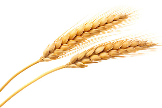 Wheat ear Euclidean isolated on a transparent background, Generative AI
