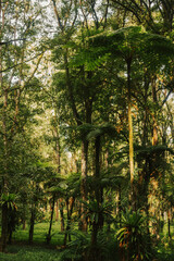 Fototapeta premium Tall trees in the forest in the sunshine