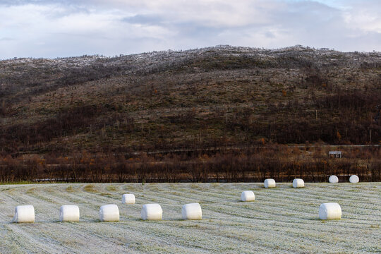 Nuorgam, Finland A frosted farming meadow and landscape with hay bales in Finnish Lapland.
