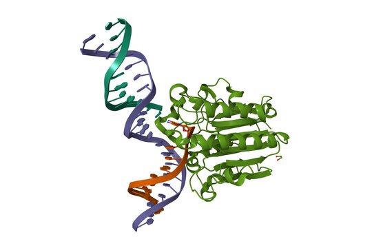 Human apurinic-apyrimidinic (AP) endonuclease 1 (APE1)  exonuclease substrate complex with a C-T mismatch. 3D cartoon model, PDB 5wn4