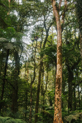 Tall trees in the sunshine