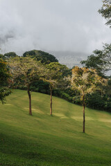 Three trees in a clearing against the background of clouds and a lake. Beautiful view of the lake on the island of Bali