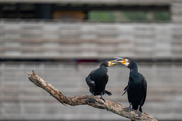 cormorant perched on a branch