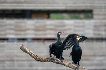 cormorant perched on a branch