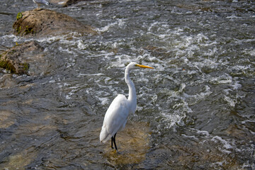 great blue heron