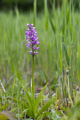 wild orchid in White Carpathian Mountains, Czech Republic