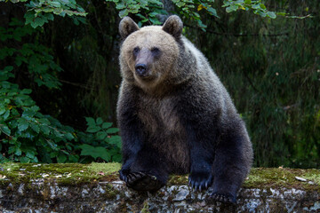 Fototapeta premium Wild bear on a road in Romania