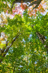 Fototapeta premium rock city park, olean , NY, fall season forest, gigantic rock formations