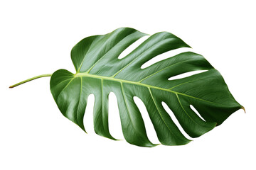 Single Monstera leaf closeup isolated on transparent background PNG