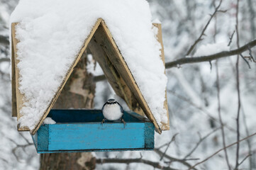 Snow covered wooden bird feeder and nuthatch hanging in the winter forest
